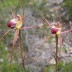 Unknown caladenia - a type of spider orchid